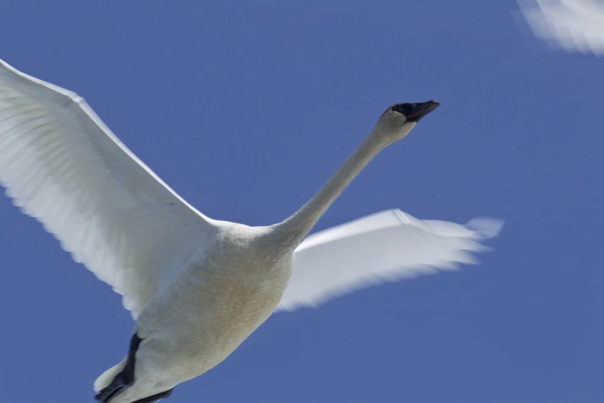 Swan In Flight Long Exposure Canvas Art - Robert Postma Design Pics (34 x 22)