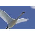thumbnail image 1 of Swan In Flight, Long Exposure. Poster Print (17 x 11), 1 of 3