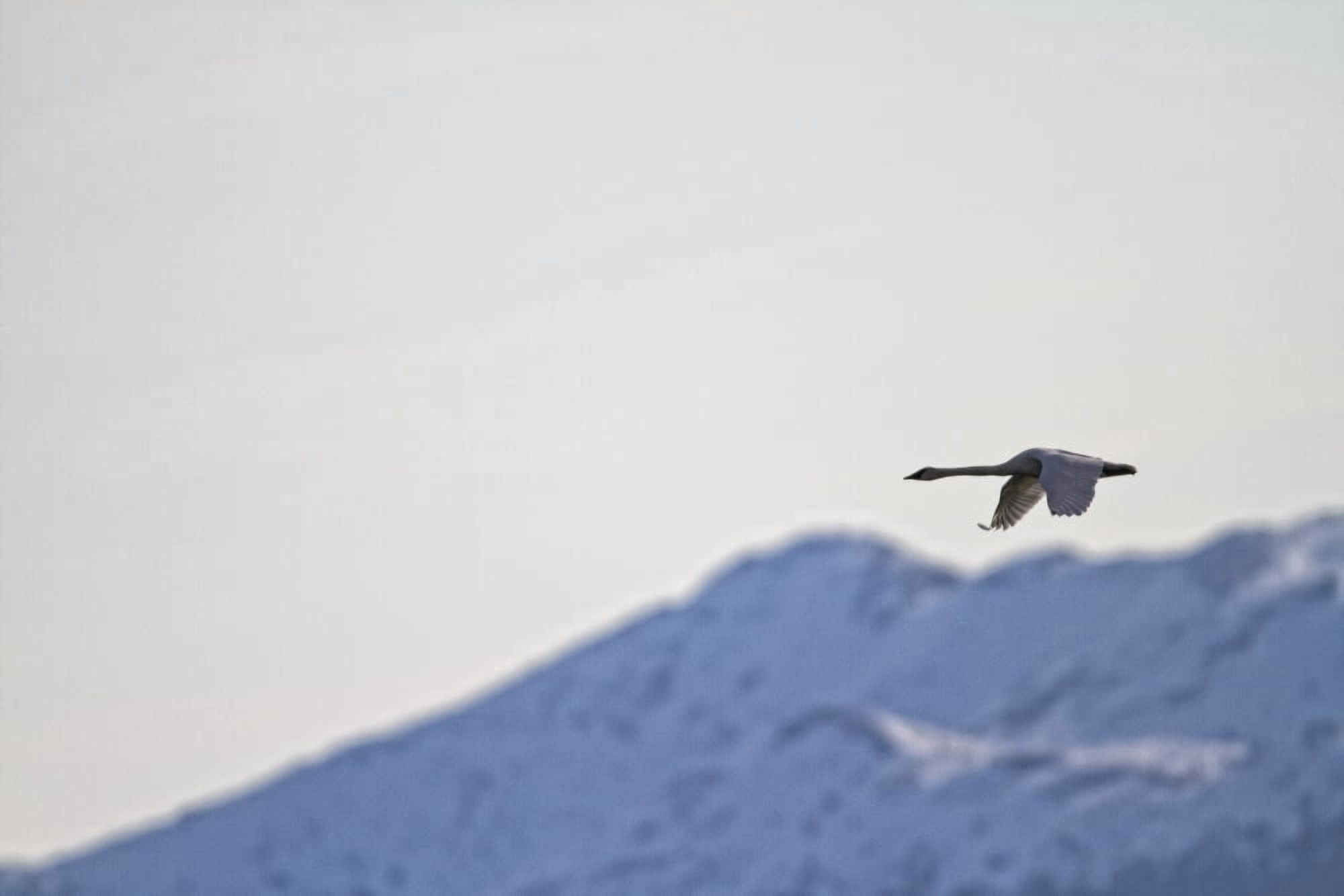 Swan In Flight Yukon Canvas Art - Robert Postma Design Pics (34 x 22)