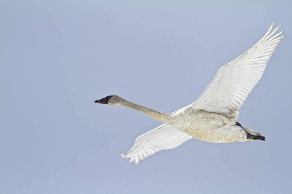 Swan In Flight Yukon Canvas Art - Robert Postma Design Pics (34 x 22)