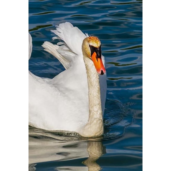 Swan Notebook (Paperback)