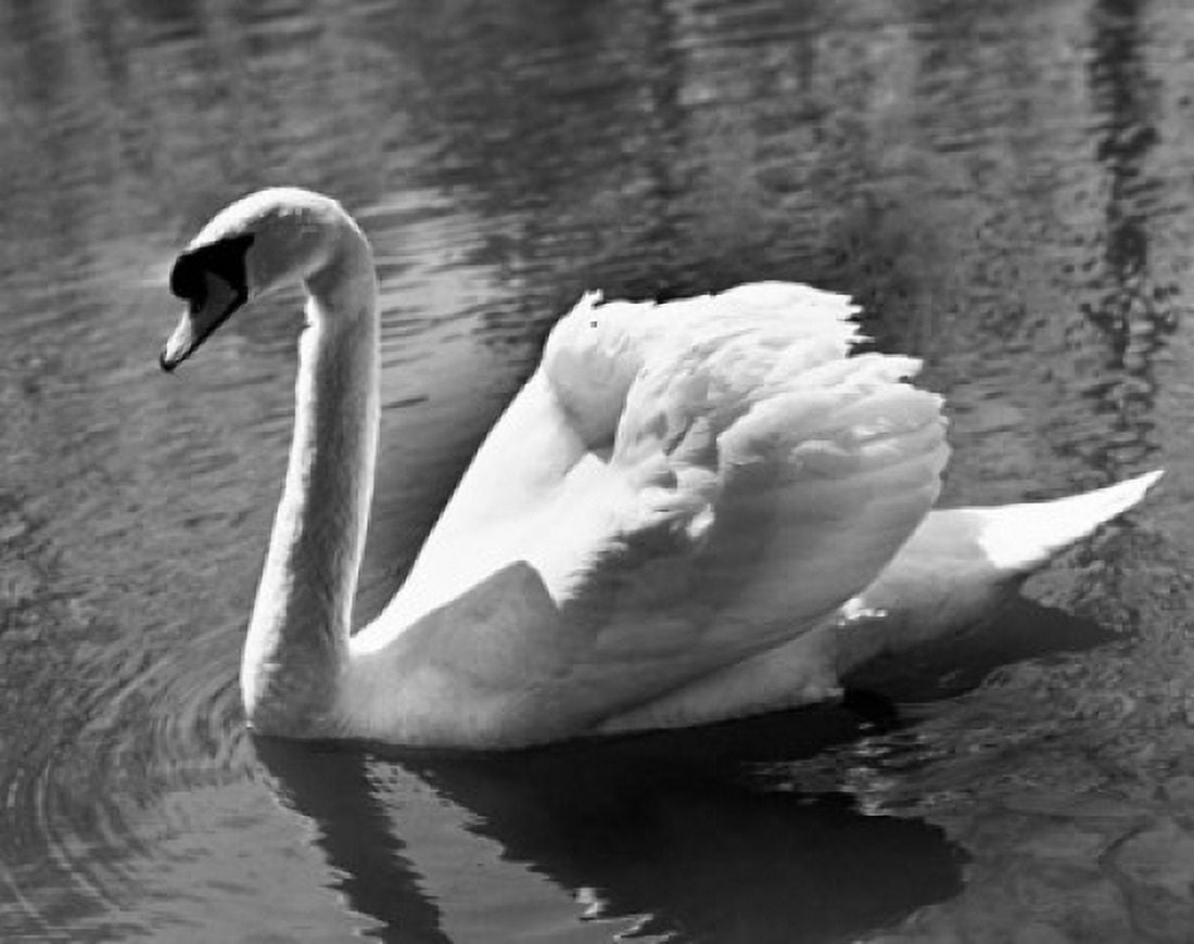 Swan swimming on water Canvas Art - (18 x 24)