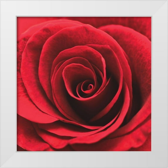 Swanepoel 12x12 White Modern Wood Framed Museum Art Print Titled - Red Rosebud