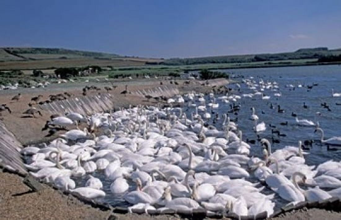 Swannery of Mute Swans Abbotsbury Dorset England Canvas Art - Nik Wheeler DanitaDelimont (18 x 11)