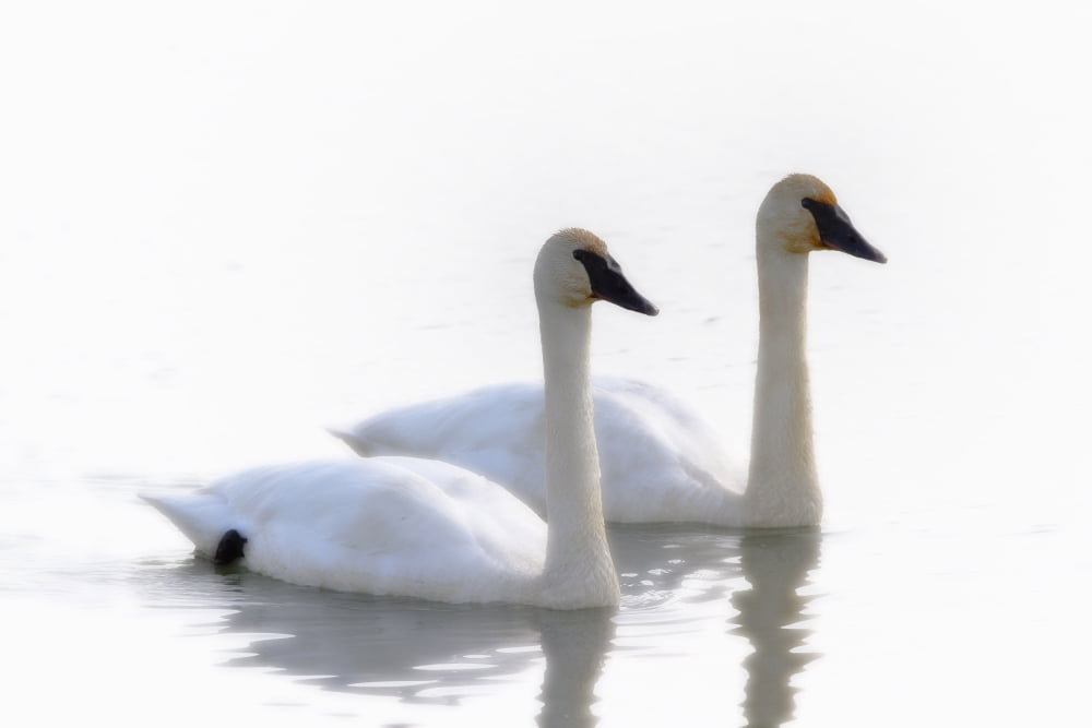 Swans Bathed In Light Swimming Together Yukon Canvas Art - Robert Postma Design Pics (17 x 11)