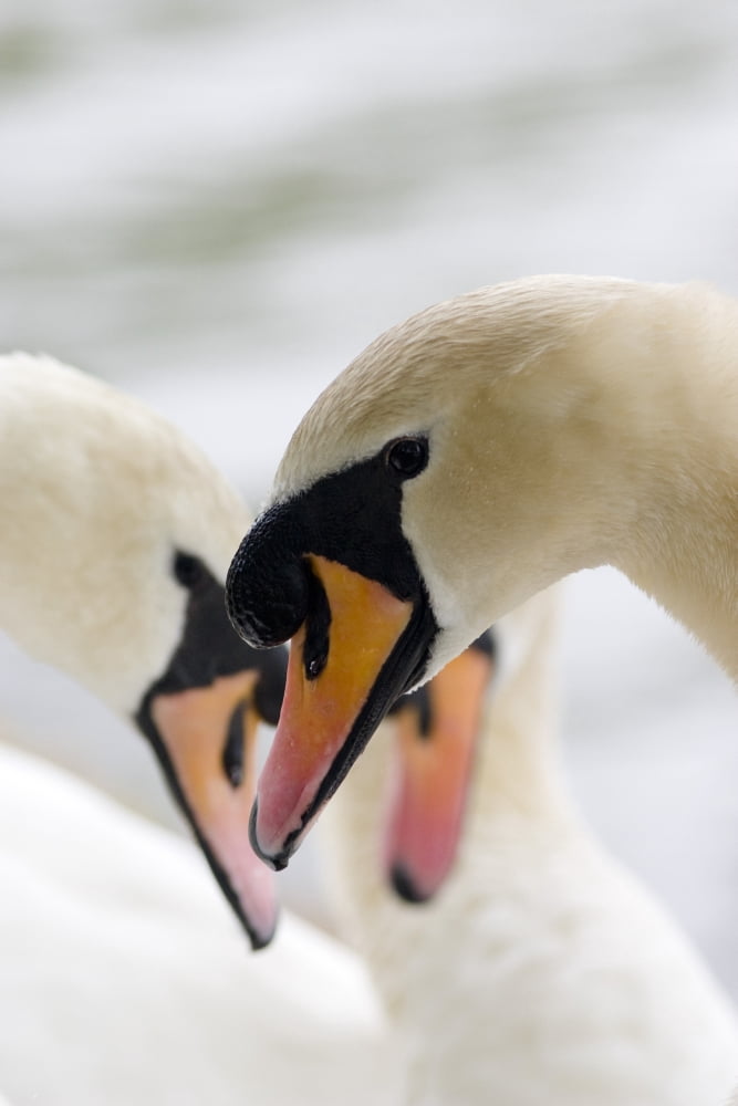 Swans Canvas Art - David DuChemin Design Pics (12 x 19)