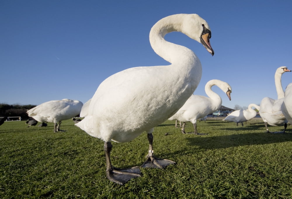Swans Canvas Art - John Short Design Pics (18 x 12)