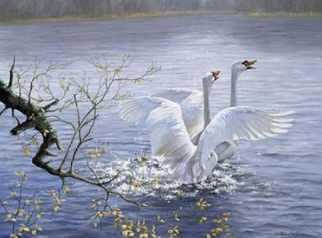 Swans Canvas Art - Peter Motz (18 x 24)