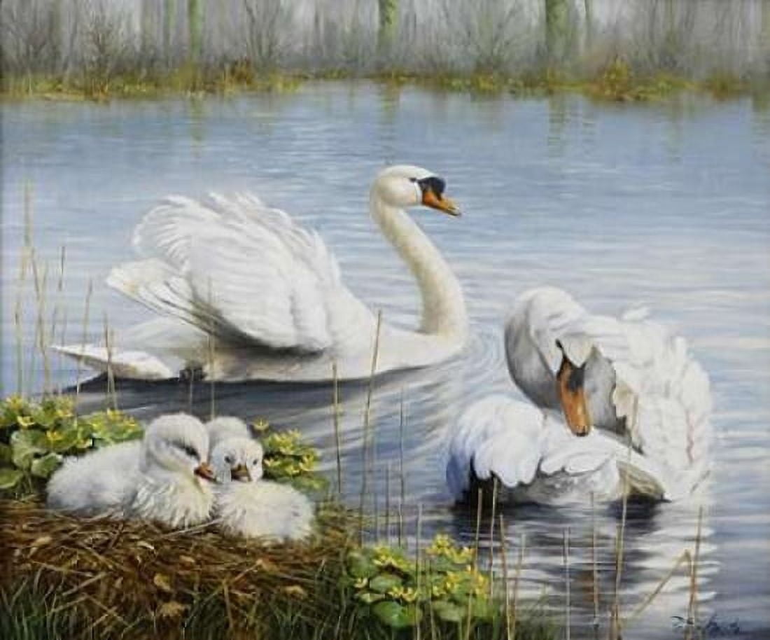 Swans Canvas Art - Peter Motz (20 x 24)