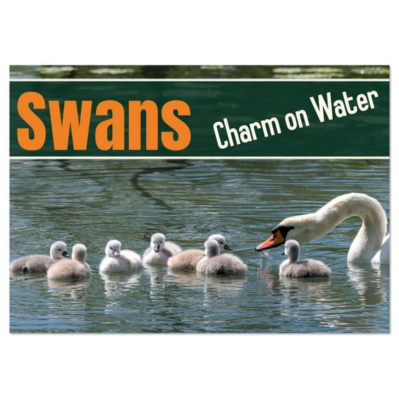 Swans - Charm on Water (Monthly Wall Calendar 2026 16.5 x 23.4 (open)), CALVENDO 14 Month Calendar