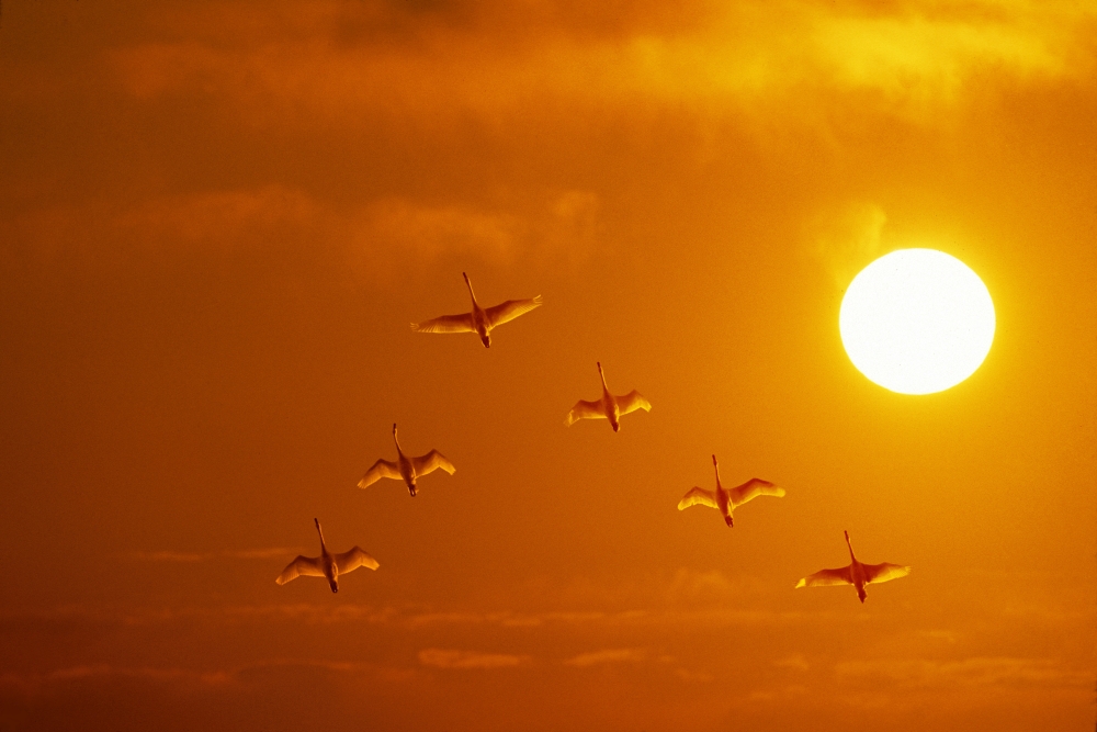Swans Flying At Sunset Composite Canvas Art - John Warden Design Pics (17 x 11)