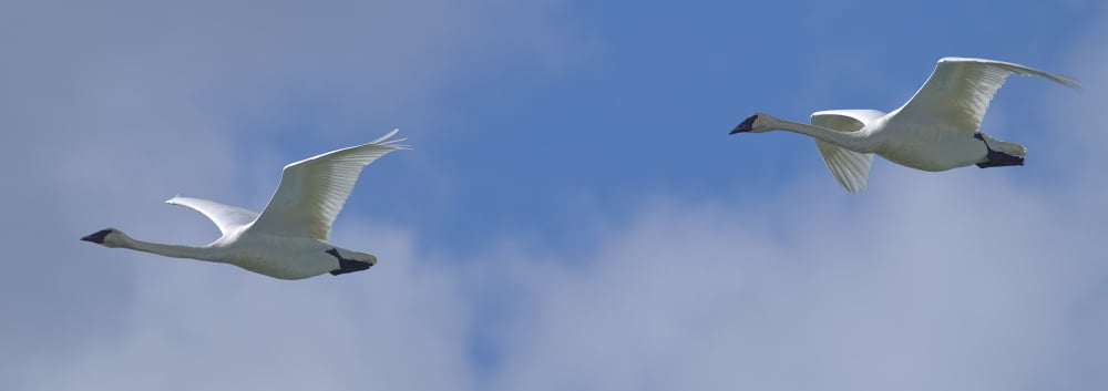 Swans Flying In Formation Yukon Canvas Art - Robert Postma Design Pics (23 x 8)