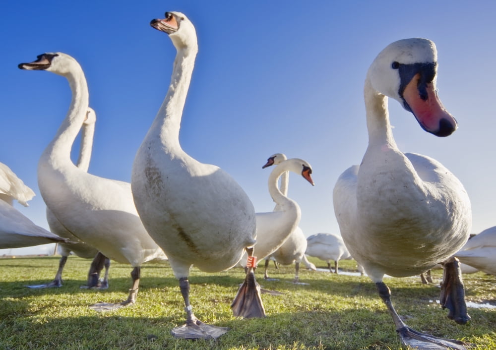 Swans In A Field Canvas Art - John Short Design Pics (17 x 12)