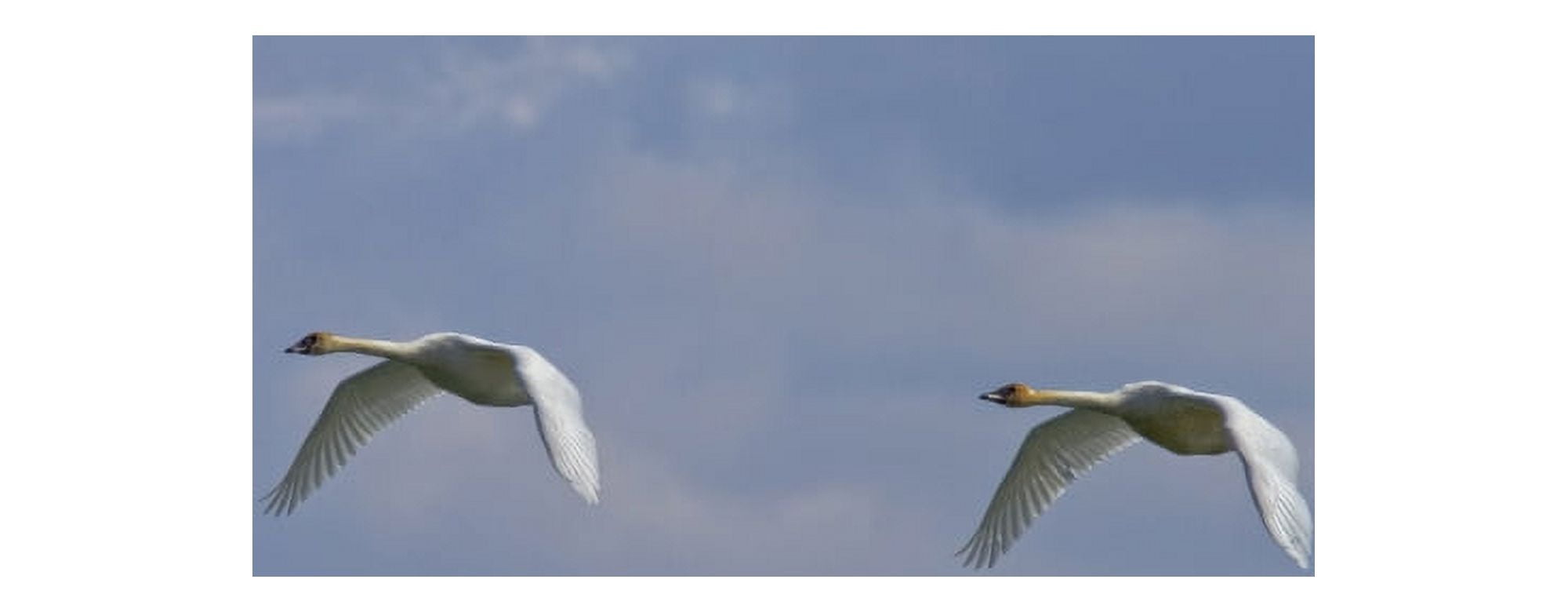 Swans In Flight Yukon Canvas Art - Robert Postma Design Pics (22 x 8)