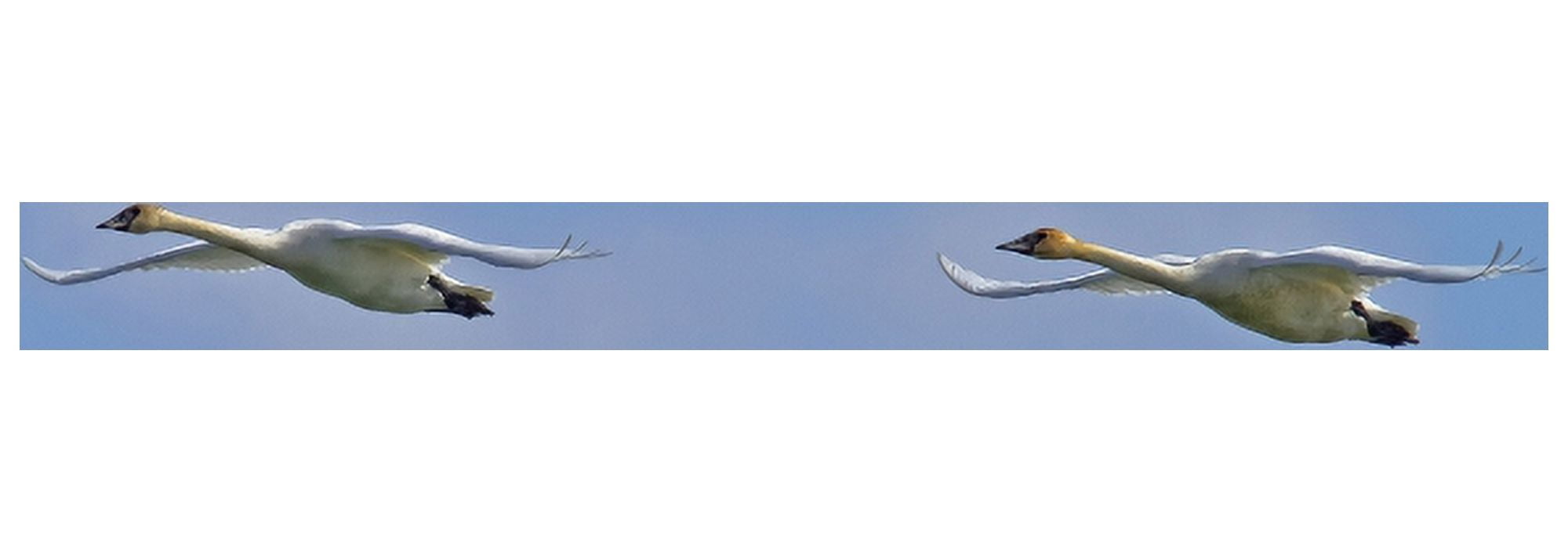 Swans In Flight Yukon Canvas Art - Robert Postma Design Pics (23 x 8)