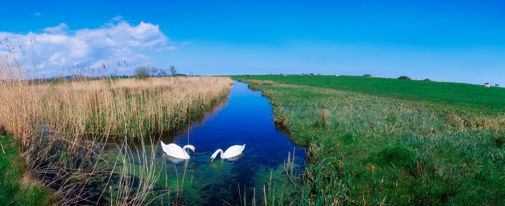 Swans On Bog Near Newcastle Co Wicklow Ireland Canvas Art - The Irish Image Collection Design Pics (44 x 18)