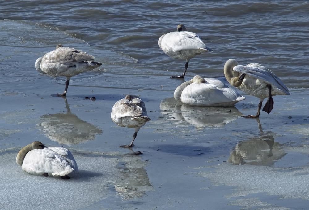 Swans On The Ice Along The Tagish River Yukon Canvas Art - Robert Postma Design Pics (16 x 11)