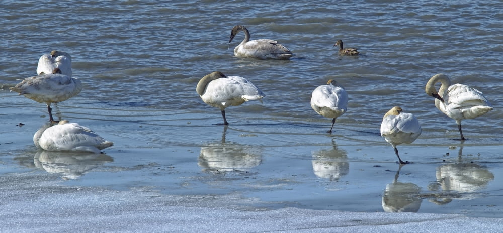 Swans On The Ice Along The Tagish River Yukon Canvas Art - Robert Postma Design Pics (20 x 9)