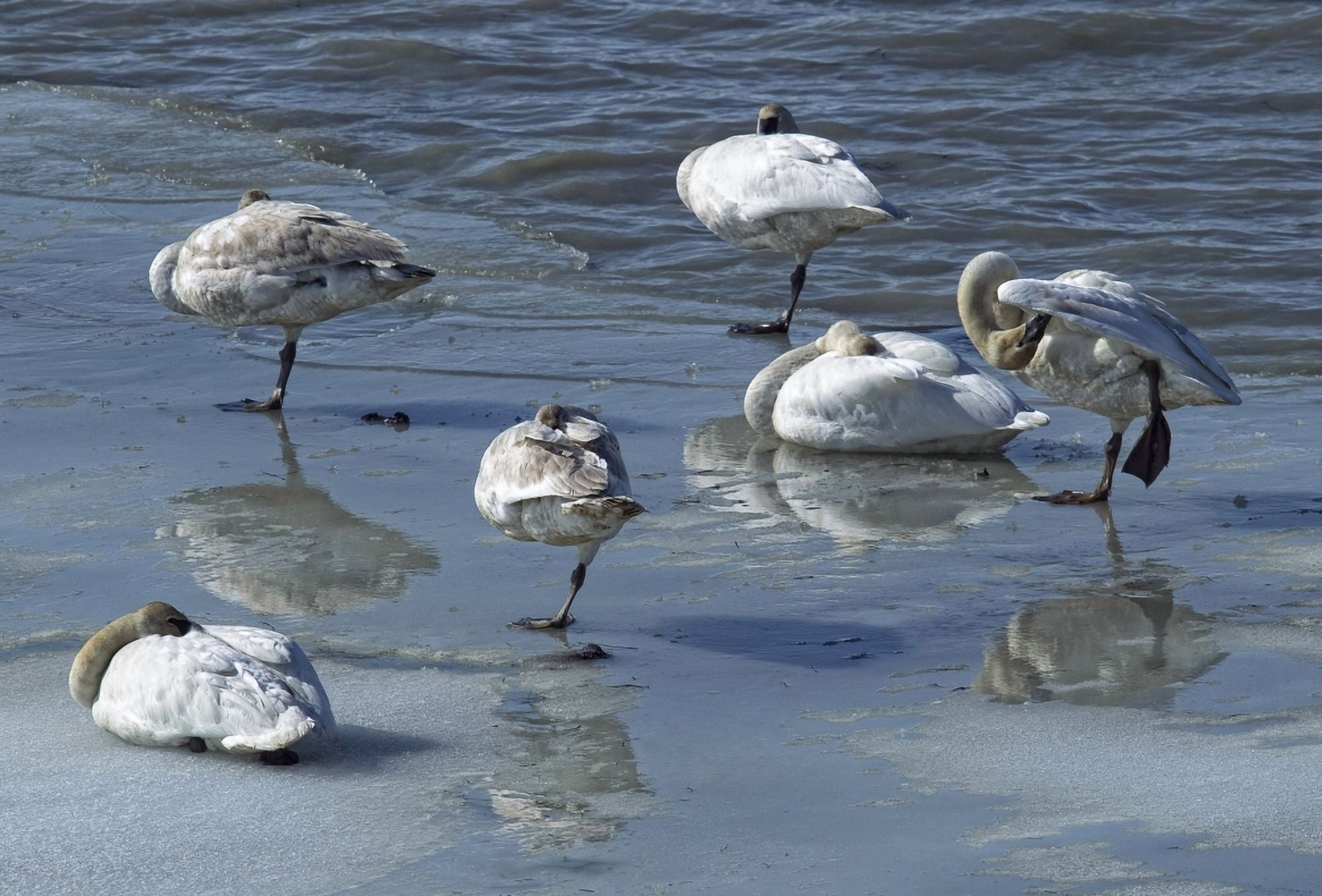 Swans On The Ice Along The Tagish River Yukon Canvas Art - Robert Postma Design Pics (32 x 22)
