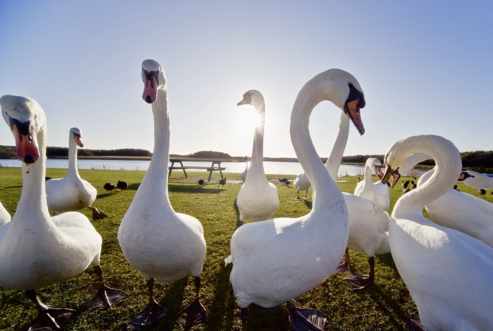 Swans Outdoors Canvas Art - John Short Design Pics (17 x 11)