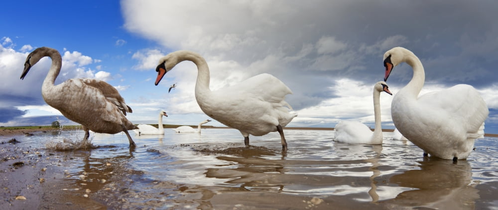 Swans Wading In The Shallow Water Holy Island Northumberland England Canvas Art - John Short Design Pics (23 x 10)