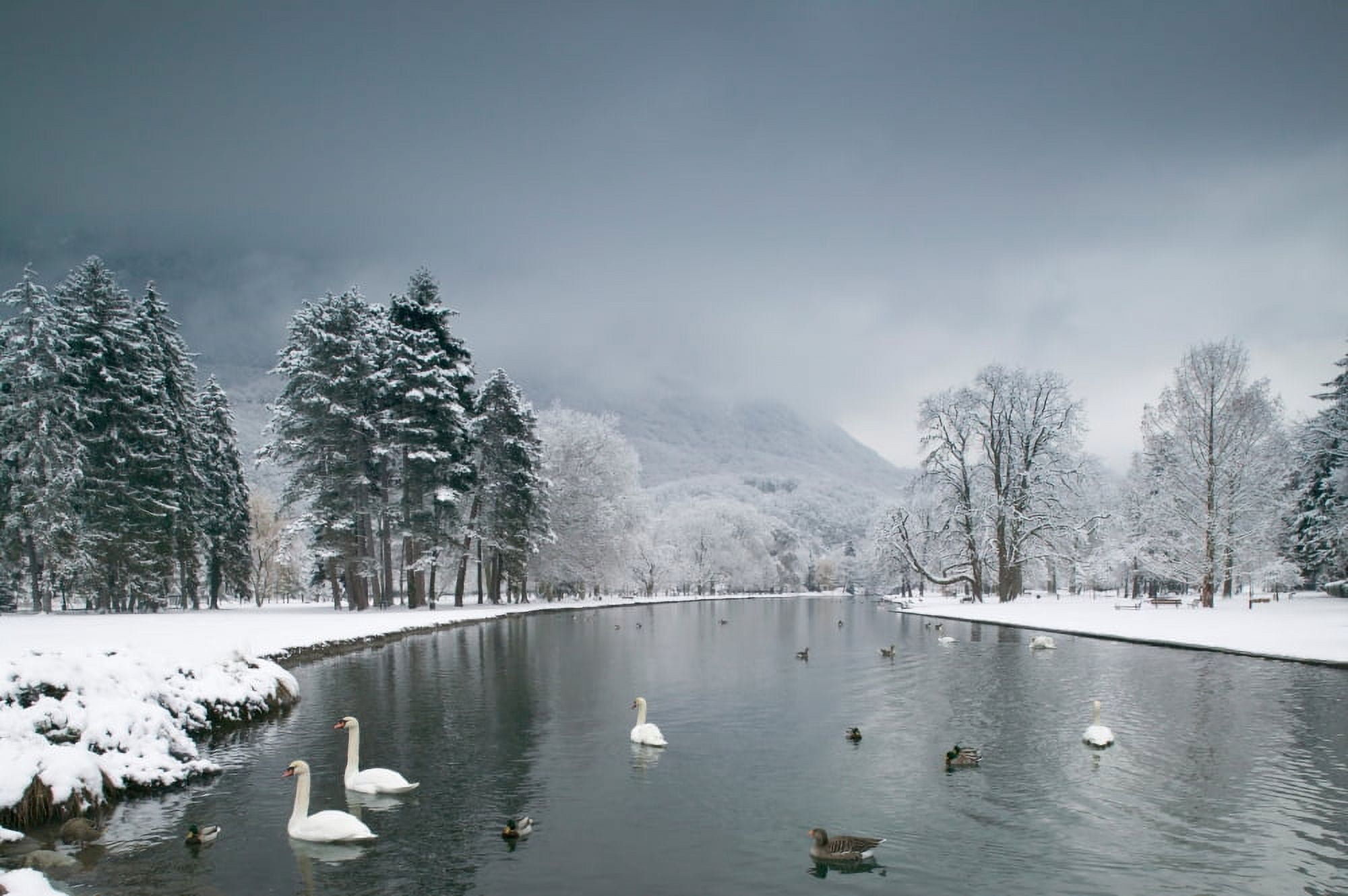 Swans floating on a lake Chateau de Vizille Vizille France Canvas Art - Panoramic Images (27 x 9)
