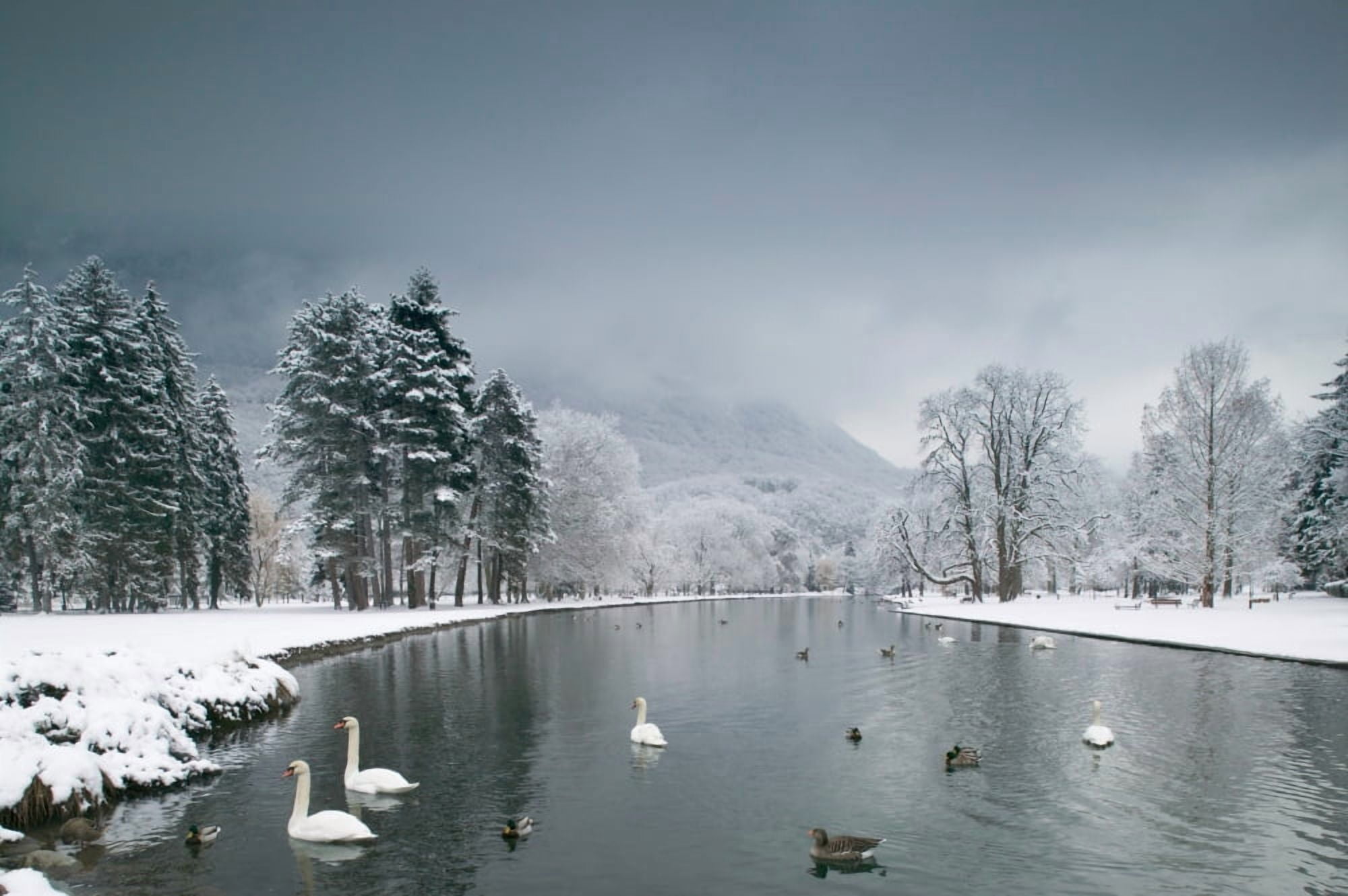 Swans floating on a lake Chateau de Vizille Vizille France Canvas Art - Panoramic Images (36 x 12)