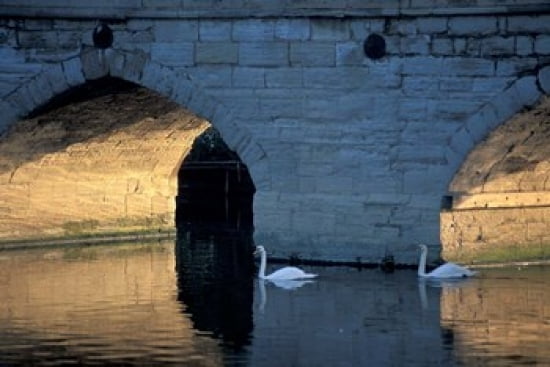 Swans in River Stratford-on-Avon England Canvas Art - Nik Wheeler DanitaDelimont (36 x 24)