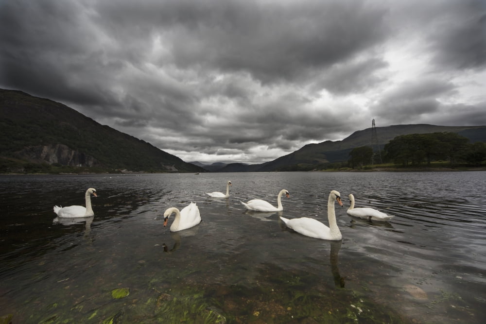 Swans swimming in the shallow water of loch etive under a stormy skyArgyl and bute scotland Canvas Art - John Short Design Pics (38 x 24)