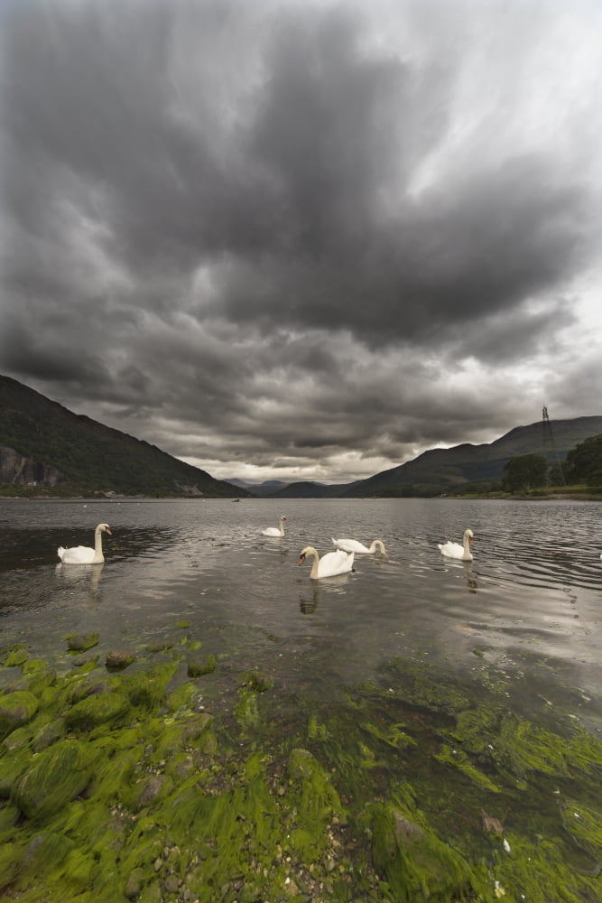 Swans swimming in the water of loch etiveBonawe argyle and bute scotland Canvas Art - John Short Design Pics (12 x 19)
