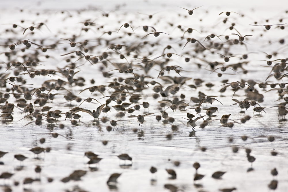 Swarms Of Western Sandpipers At Hartney Bay In The Copper River Delta Near Cordova Alaska During The Annual Mi During The Annual Shorebird Festival Canvas Art - Ray Bulson Design Pics (38 x 24)