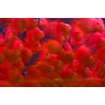thumbnail image 1 of Swarms of gold fish, Shanghai, China Poster Print by Keren Su (17 x 11), 1 of 1