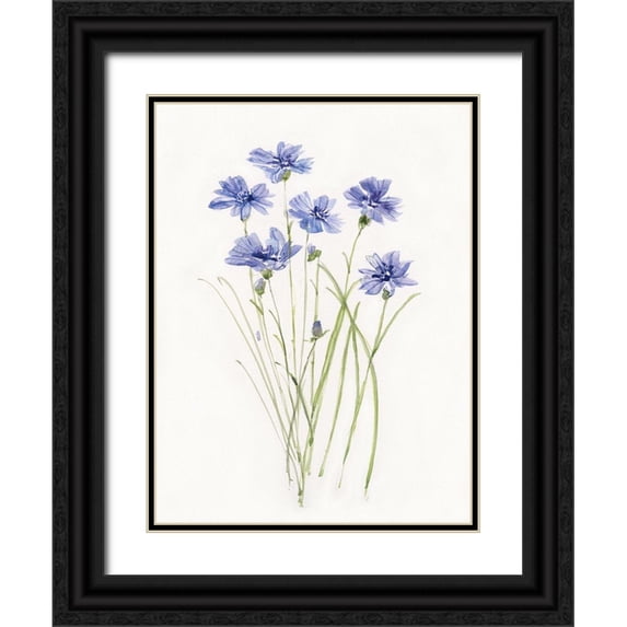 Swatland, Sally 12x14 Black Ornate Wood Framed with Double Matting Museum Art Print Titled - Dainty Botanical Cornflower