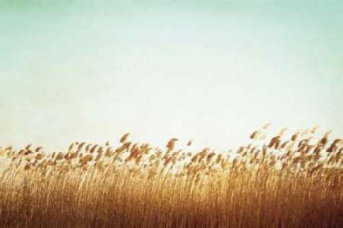 Swaying Canvas Art - Carolyn Cochrane (24 x 36)