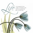 thumbnail image 1 of Swaying Tulips Blue - Life Poster Print by Albert Koetsier-VARPDXAKXSQ160A, 1 of 2