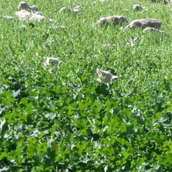 Swede Major Plus Seed - 1 Lb.