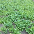 thumbnail image 1 of Swede Winton Seed - 10 Lbs., 1 of 1