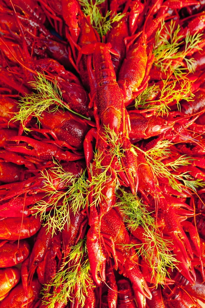 Sweden - Crayfish with dill eaten at traditional swedish crayfish party Canvas Art - Panoramic Images (36 x 12)