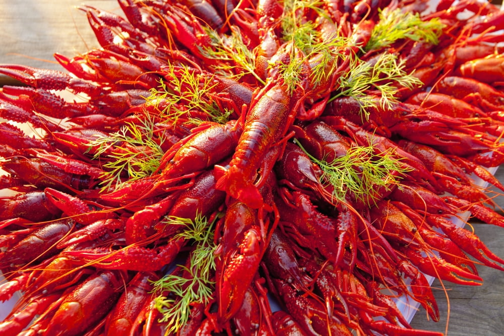 Sweden - Crayfish with dill eaten at traditional swedish crayfish party Canvas Art - Panoramic Images (36 x 12)