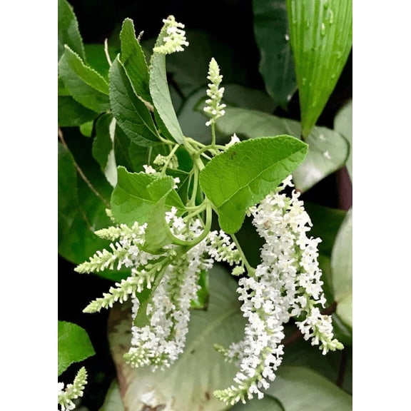 Sweet Almond Bush Tree Live for Planting, Sweet Almond Verbena Plant, White Flower Live Plant for Garden in Half Gal Pot