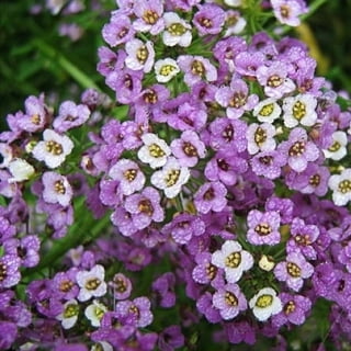 Babys Breath Seeds - Mixed - 1/4 Pound - White/Pink Flower Seeds, Heirloom  Seed Attracts Bees, Attracts Butterflies, Attracts Pollinators, Easy to