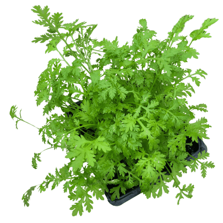 Sweet Wormwood 'Sweet Annie' (Artemisia annua) in 2.5 inch pot - Live Starter Plant - Certified Organic - Aromatic Herb