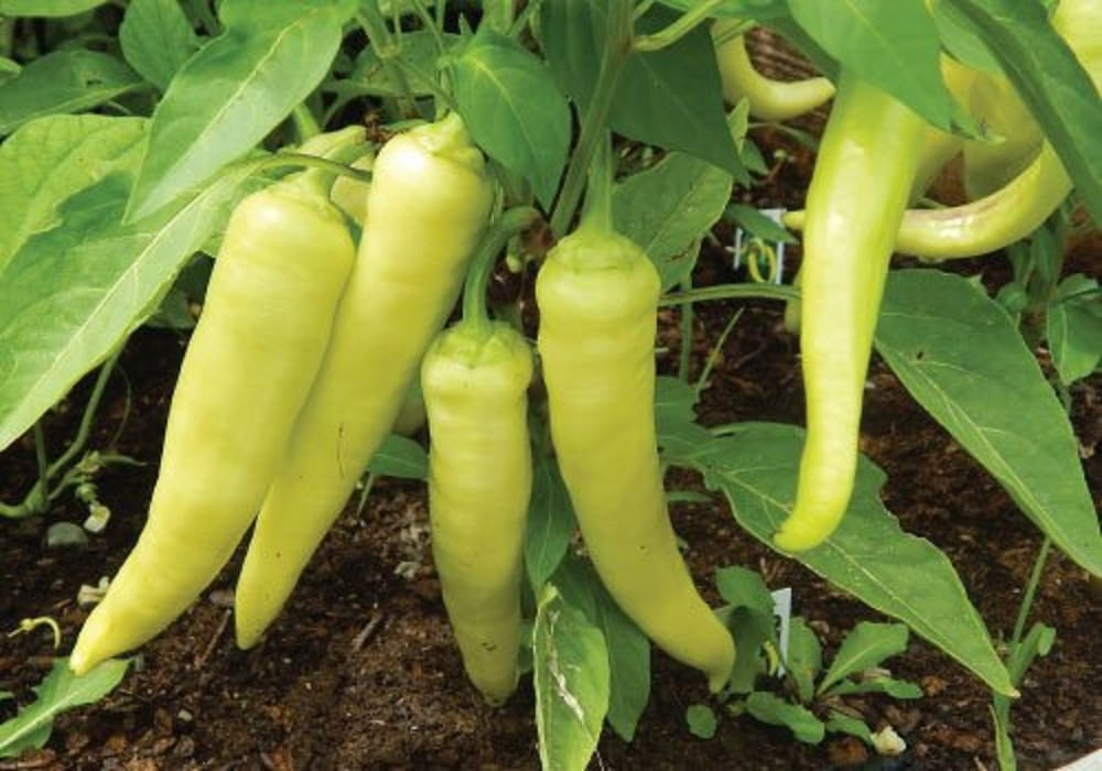 Sweet Banana Pepper Plant - 2.5" Pot - Pickling!