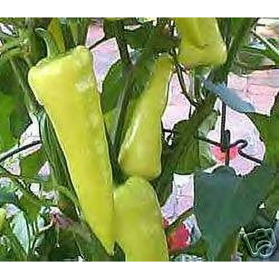 Sweet Banana Pepper Plant - Non GMO - Two (2) Live Plants - Not Seeds - Each 4"- 7" Tall - In 3.5 inch Pots