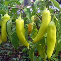Sweet Banana Pepper Seeds - 300 mg Packet - Non-GMO, Heirloom - Pointed Yellow Banana Peppers - Vegetable Garden Seed