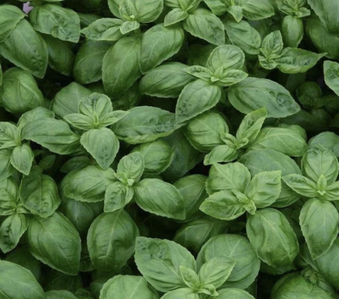 Sweet Basil (Genovese) Plants Certified Organic Herb— 3.5” pot