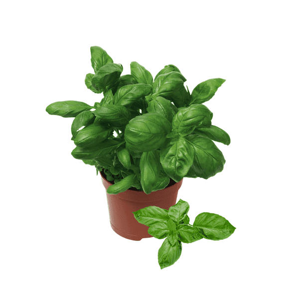 Sweet Basil Live Plant in Pot, 3 to 5 inches Tall, Fragrant Edible Leaves, Ideal for USDA Zones 9-11