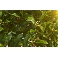 thumbnail image 1 of Sweet Bay Laurel Herb Tree Seeds - 4 Seeds to Plant - Laurus nobilis, 1 of 2
