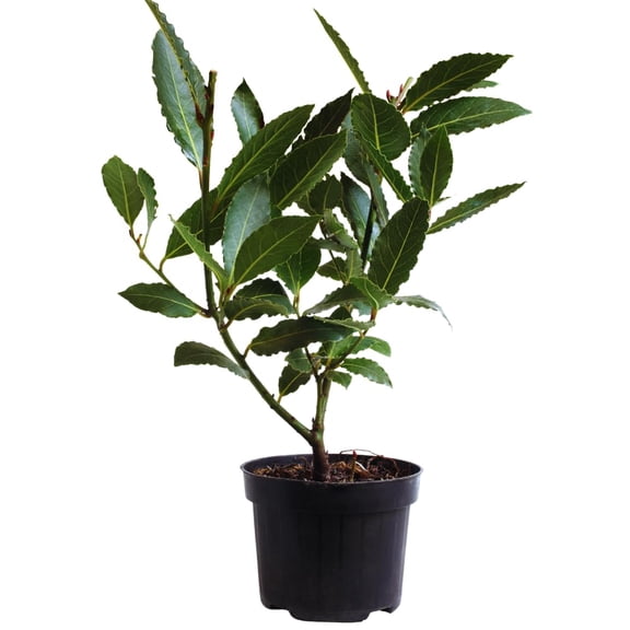Sweet Bay Leaf Plant, Bay Laurel Tree Live Plant, Laurus Nobilis, Container Garden Herb Plant, 8 to 10 Inc