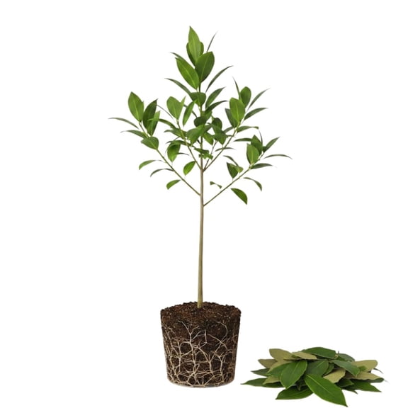 Sweet Bay Leaf Plant Live, Laurus Nobilis Bay Laurel Tree Live Plant, 4 to 8 Inches Tall